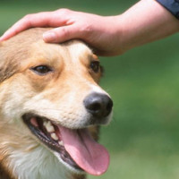 Acariciar a un perro reduce la ansiedad antes de un examen 