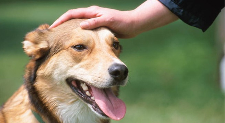 perro.jpg
