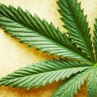 Los jóvenes cambian de opinión sobre la legalización de la marihuana