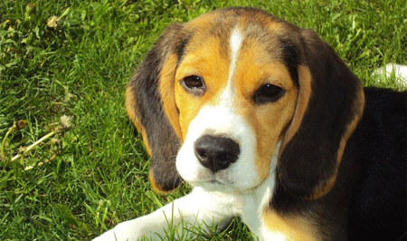 beagle.jpg